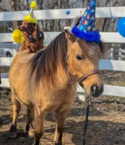 Photo Challenge: Our Favorite 10 Horses in Hats