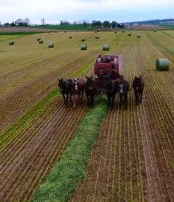 World Equestrian Brands Drone Came: Oh Hay
