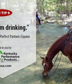 Kentucky Performance Products: Horse Hydration Tips