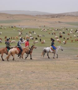 Standing Ovation by Ovation Riding: The Gobi Gallop