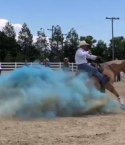 Total Saddle Fit Tuesday Video: Reiner Gender Reveal