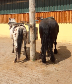 Thursday Video: You Scratch Your Back, I’ll Scratch Mine