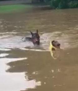 Standing Ovation by Ovation Riding