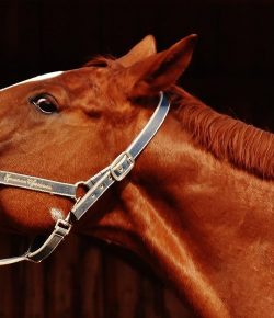 #TBT: Signs Your Horse Needs Body Work