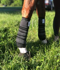 Choosing the Best Leg Protection for Your Horse, Presented by Draper Therapies