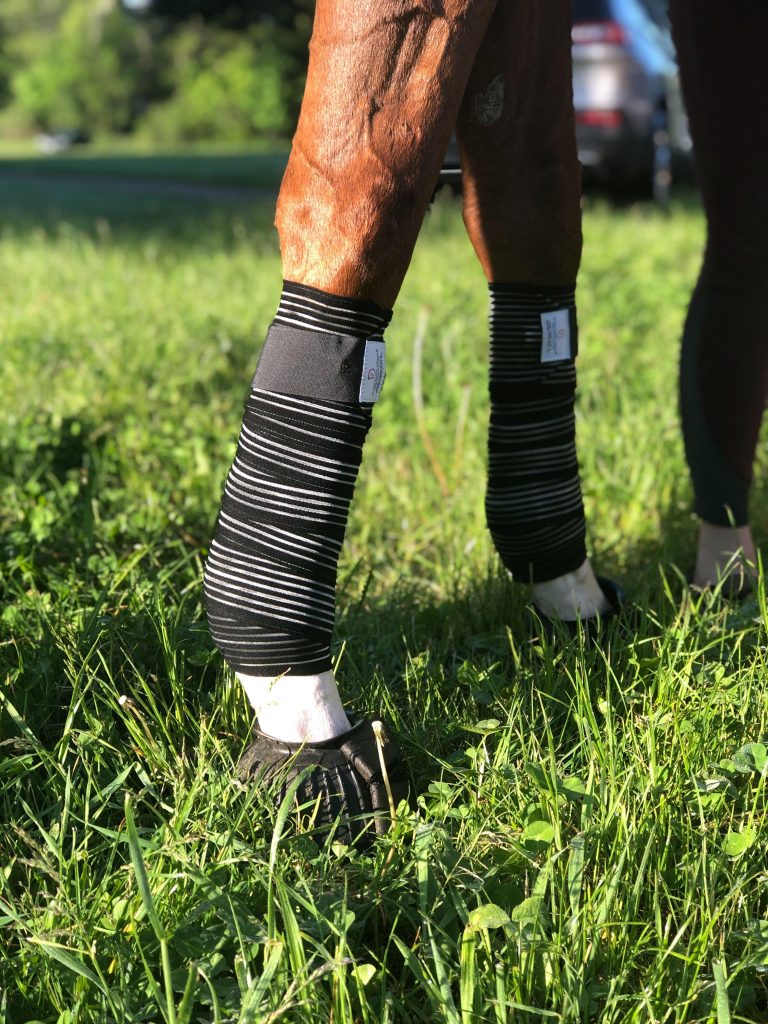 Choosing the Best Leg Protection for Your Horse, Presented by Draper Therapies HORSE NATION