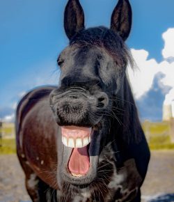 Weekend Wellness: Equine Sports Massage Therapy