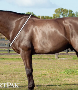 SmartPak Monday Morning Feed: Ask the Vet, June Edition