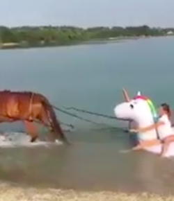 Total Saddle Fit Tuesday Video: Floating on a Unicorn Pulled by a Horse