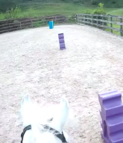 World Equestrian Brands Helmet Cam: Pony Party!