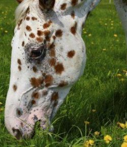 Kentucky Performance Products: Think “E” for Excellent Nutrition