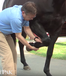SmartPak Monday Morning Feed: Equine Lameness Exams