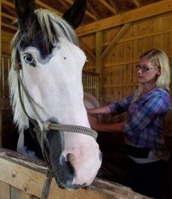 Weekend Wellness: Equine Reiki