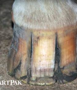 SmartPak Monday Morning Feed: Hoof Cracks in Horses