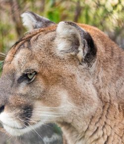 Close Encounters of the Wild Kind