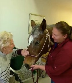 Standing Ovation by Ovation Riding: Bushman the Therapy Horse