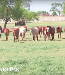 SmartPak Monday Morning Feed: Ask the Vet, July Edition