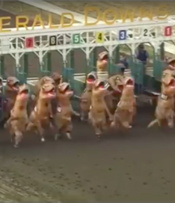 Total Saddle Fit Tuesday Video: T-Rex Racing!