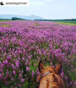 #goriding Grams of the Week