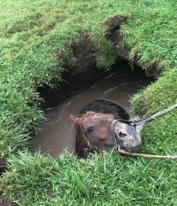 Standing Ovation by Ovation Riding: Fort Erie Fire Department and Track Staff