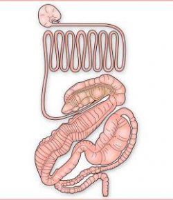 Kentucky Performance Products: Managing Your Horse’s Bugs