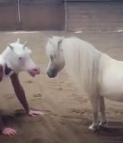 Total Saddle Fit Tuesday Video: Mini Impersonator!