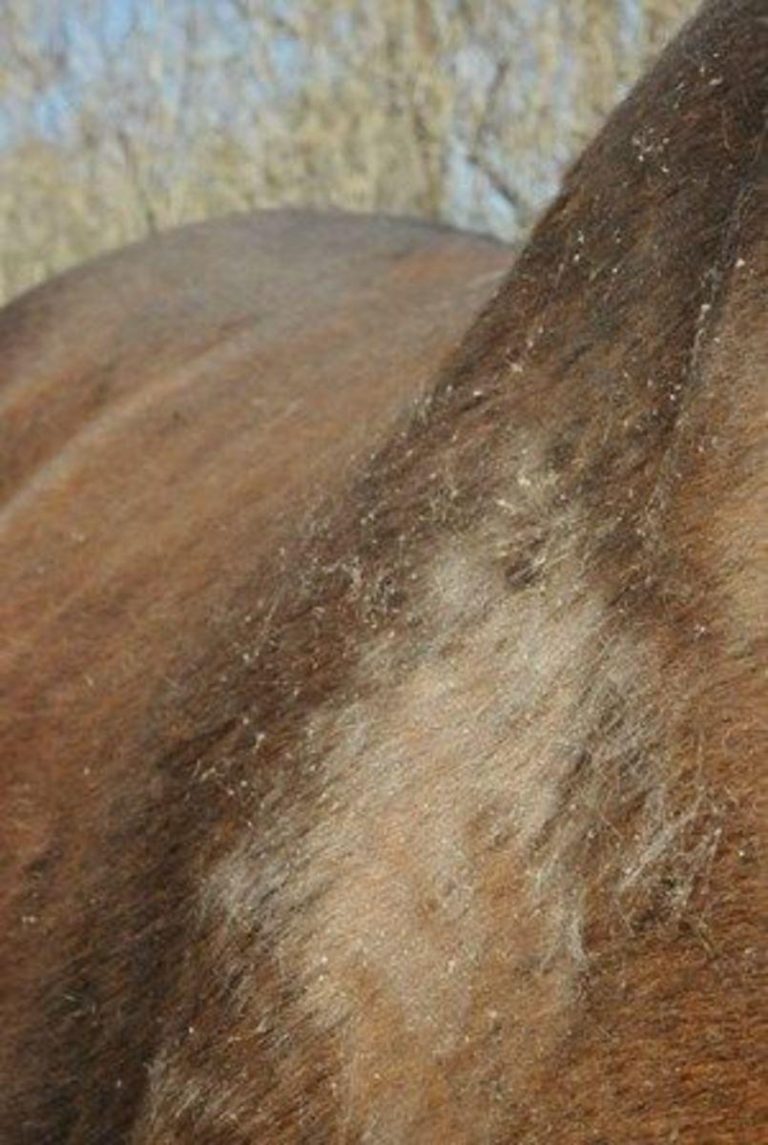 Comparison Review Rain Rot Solutions HORSE NATION