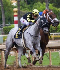 Standing Ovation by Ovation Riding: Louisiana House Bill 384