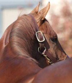 Kentucky Performance Products: Put the Bloom Back in Your Horse’s Coat