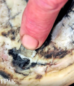 SmartPak Monday Morning Feed: Horse Hoof Abscesses