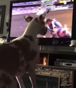 Thursday Video: Quite the Rodeo Fan