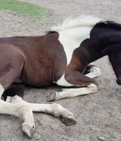#TGIF, by Flexible Fit Equestrian: Bunnies and Foals!