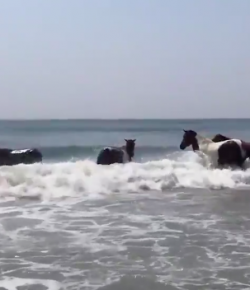 #TGIF, by Flexible Fit Equestrian: Assateague Ponies Enjoying the Beach