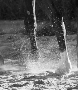 Weekend Wellness: Diagnosing Lameness in the Foot with Evention TV