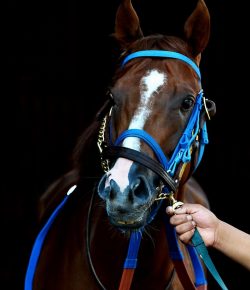 Standing Ovation by Ovation Riding: ASPCA