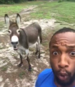 Total Saddle Fit Tuesday Video: Lion King Rendition