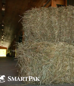 SmartPak Monday Morning Feed: Ask the Equine Nutritionist, Feeding Your New Horse Grain