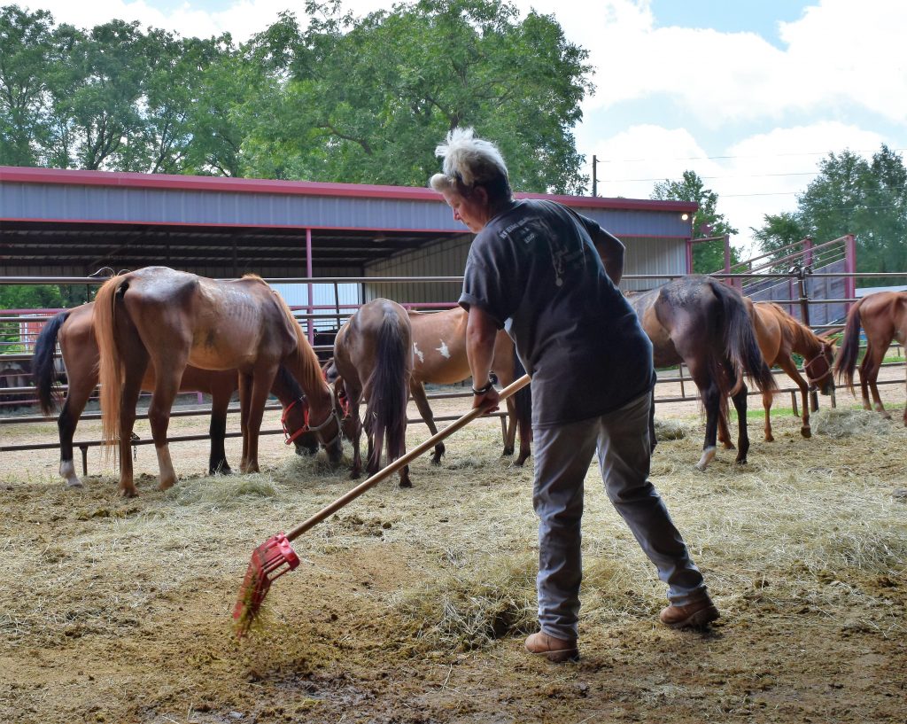 159 Horses Seized From Texas Rescue in June, How Readers Can Help
