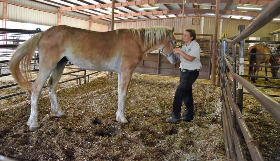 159 Horses Seized From Texas Rescue in June, How Readers Can Help