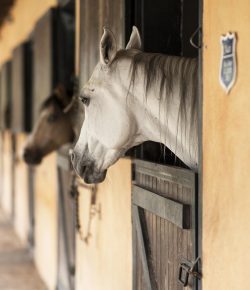 8 Lessons From a ‘Bad’ Boarding Barn