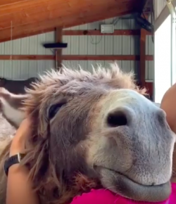 #TGIF, by Flexible Fit Equestrian: One Content Donkey