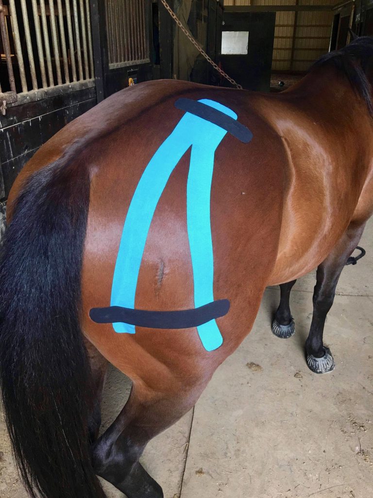 Weekend Wellness Equine Kinesiology Tape HORSE NATION