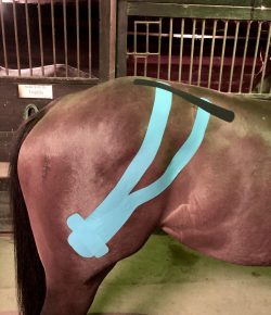 Weekend Wellness: Equine Kinesiology Tape