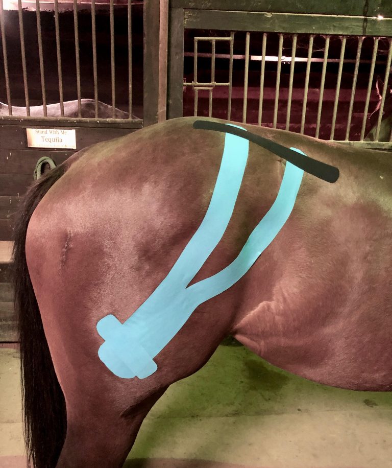 Weekend Wellness Equine Kinesiology Tape HORSE NATION