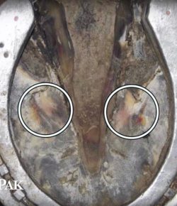 SmartPak Monday Morning Feed: Horse Hoof Bruising