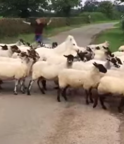 Thursday Video: A Pony in Sheep’s Clothing