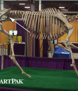 SmartPak Monday Morning Feed: Ask the Vet, August Edition