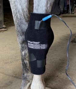 Weekend Wellness: According to “Gospel” Equine Light Therapy Product Review