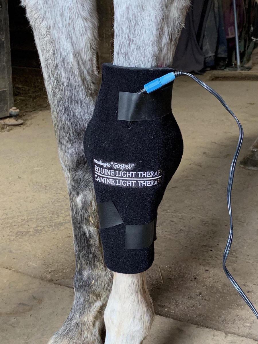 RED LIGHT THERAPY HORSE NATION