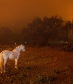 Weekend Wellness: Protecting Your Horse During a Disaster